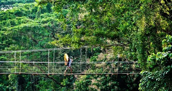 A walker crossing a suspension bridge above dense forest