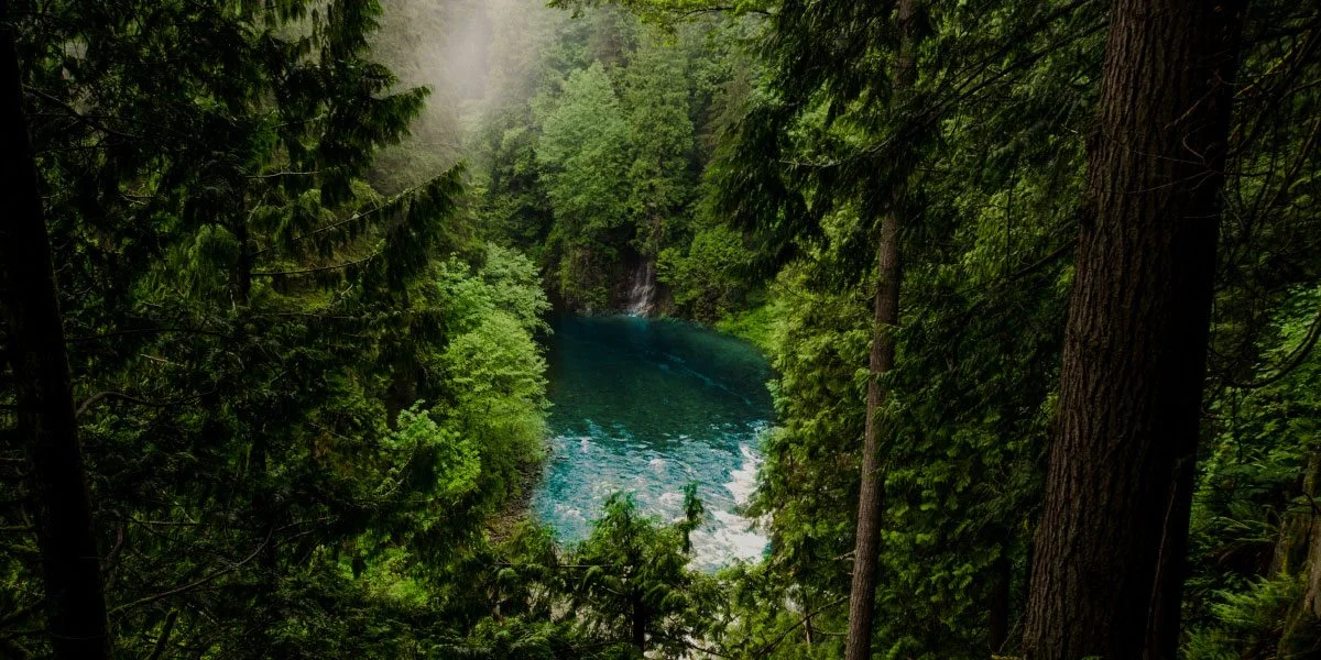 Dense green forest surrounding a blue-green river